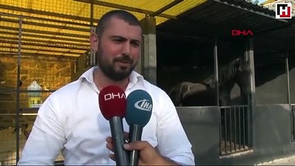 Nargile kafede sergilendiği iddia edilen aslanın sırrı çözüldü