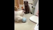 kitten grow up so fast but they still always want to play