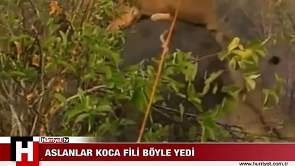 ASLANLAR KOCA FİLİ BÖYLE YEDİ