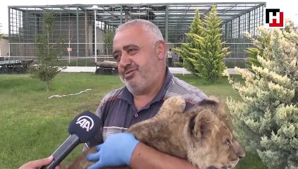 Hayvanat bahçesinin kralı "Pusat"a bakıcı şefkati