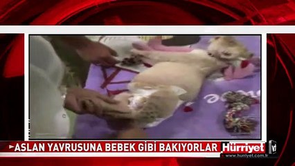 KENDİSİNİ BEBEK ZANNEDEN ASLAN YAVRUSU