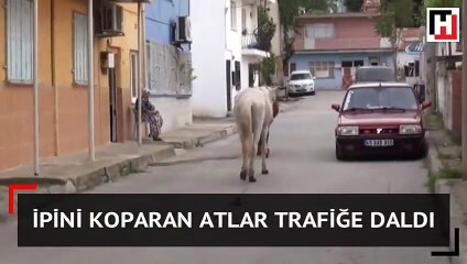 İpini koparan atlar trafiğe daldı