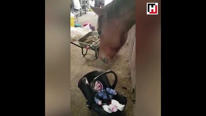 Bebek bakıcılığı yapan at görenleri şoke ediyor!