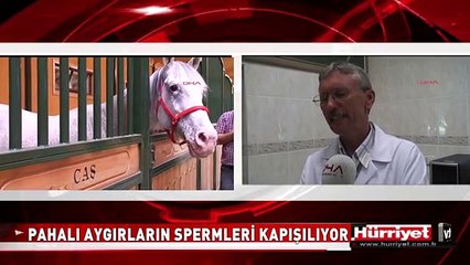 BURSA'DA SATIŞA SUNULAN AT SPERMLERİ KAPIŞ KAPIŞ SATILIYOR
