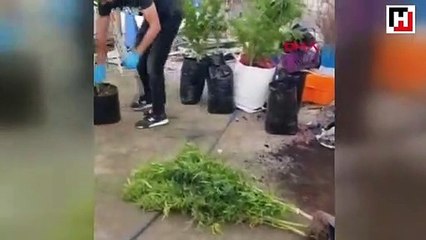 Ataşehir'de uyuşturucu serasına çevrilen eve operasyon