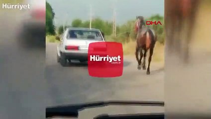 Ata çektirdiği eziyeti görenler şok oldu