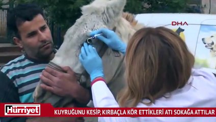 Kuyruğunu kesip, kırbaçla kör ettikleri atı sokağa attılar