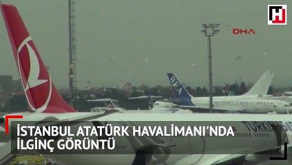 İstanbul Atatürk Havalimanı'nda ilginç görüntü