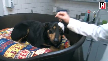 Havlama sesinden rahatsız olduğu köpeği başından vurdu