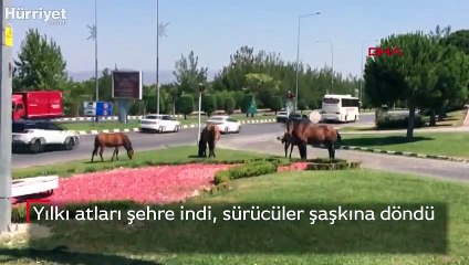 Yılkı atları şehre indi, sürücüler şaşkına döndü