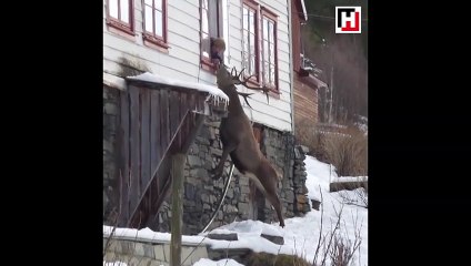 Yaşlı kadın ve sevimli geyiğin arasındaki dostluk hayrete düşürdü!