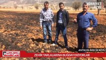 Zehir tarlalarına buğday ekiyorlar