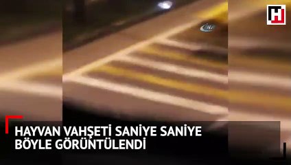 Hayvan vahşeti saniye saniye böyle görüntülendi
