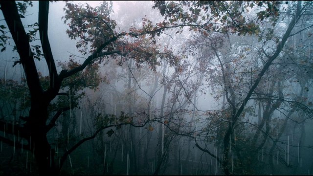 Heavy Rain Forest Sounds For Sleeping ! White Noise 15 Minutes