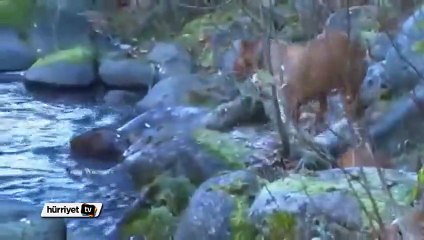 Bu köpek varken oltaya gerek yok!