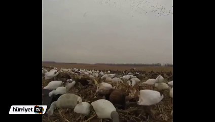 Kuşların gökyüzündeki dansı kötü bitti