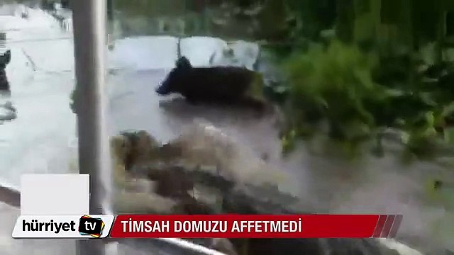 Domuzun timsaha av oluşunu canlı canlı izlediler