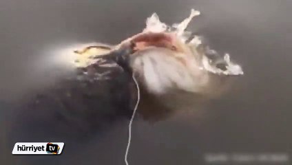 Avını yemek isteyen kaplumbağaya şok