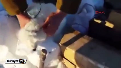 Ölü numarası yapan tilki avcıların elinden kurtuldu