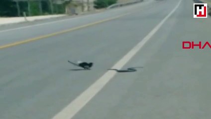 Saksağanın yılan avı kamerada