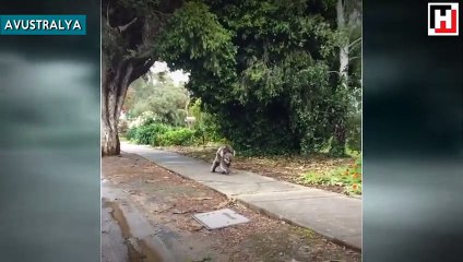 Yavrusunu sırtına alarak gezintiye çıkan koala