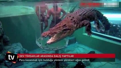 Dev timsahların arasına daldılar