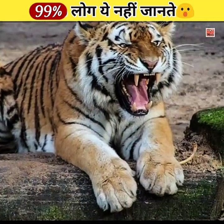 99% लोग ये facts नहीं जानते l 4 amazing shorts facts in hindi l #shorts I #FactTechz l Short facts