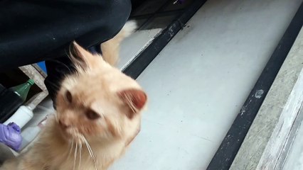 Ini Kucing Jenis Apa Ya?