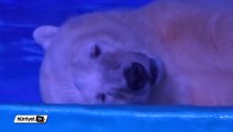 'Dünyanın en mutsuz kutup ayısı' için kampanya