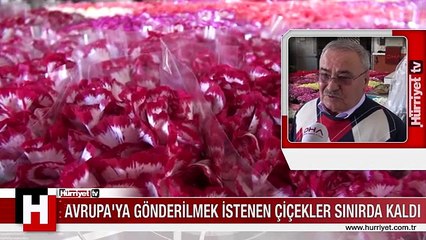 ÇİÇEKLER SINIRDA KALDI, ZARAR 10 MİLYON DOLAR