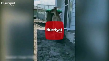 Kangurudan yediği yumrukla yere serildi