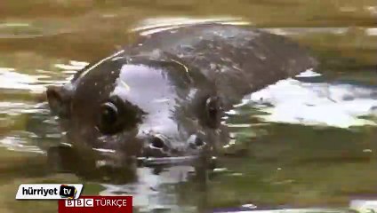 Yavru cüce su aygırının ilk yüzme keyfi