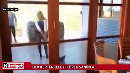 Dev kertenkeleyi köpek sanınca...