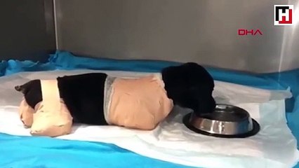 Yavru köpeğin üzerinden iş makinesi geçtiği şüphesi