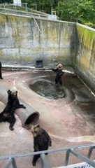 Bande d'ours salue les touristes - Buzz Buddy