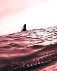 Bébé baleine à bosse brise la surface - Buzz Buddy