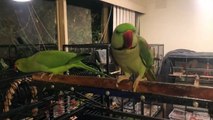 Funny Parrots singing - 09