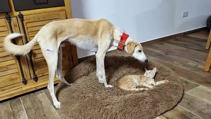Chien demande gentiment que le chat quitte le lit - Buzz Buddy