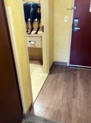 Chien se vérifie dans le miroir - Buzz Buddy