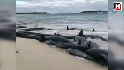 Ülke şokta! Avustralya’da 150 balina karaya vurdu