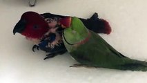 Funny Parrots singing - 01