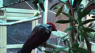 Funny Parrots singing - 03