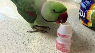 Funny Parrots singing - 04