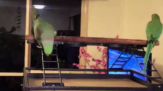Funny Parrots singing - 06