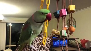 Funny Parrots singing - 07