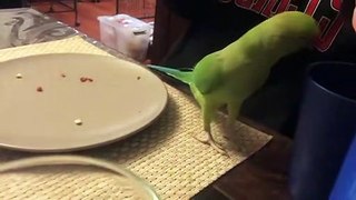 Funny Parrots singing - 08