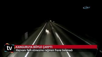 Kanguruyu ezdi, yoluna devam etti