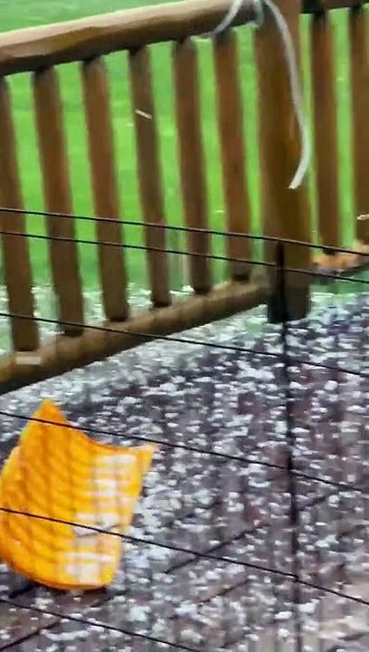Jasper Blues Sibériens profitant d'une tempête de grêle - Buzz Buddy