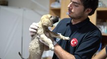 Mersin’de sıcak asfalta bırakılan yavru köpekler kurtarıldı