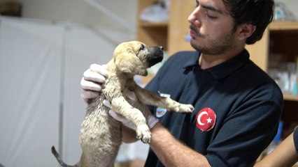 Mersin’de sıcak asfalta bırakılan yavru köpekler kurtarıldı
